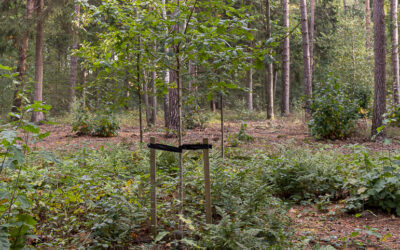 Herinneringsbos Hees